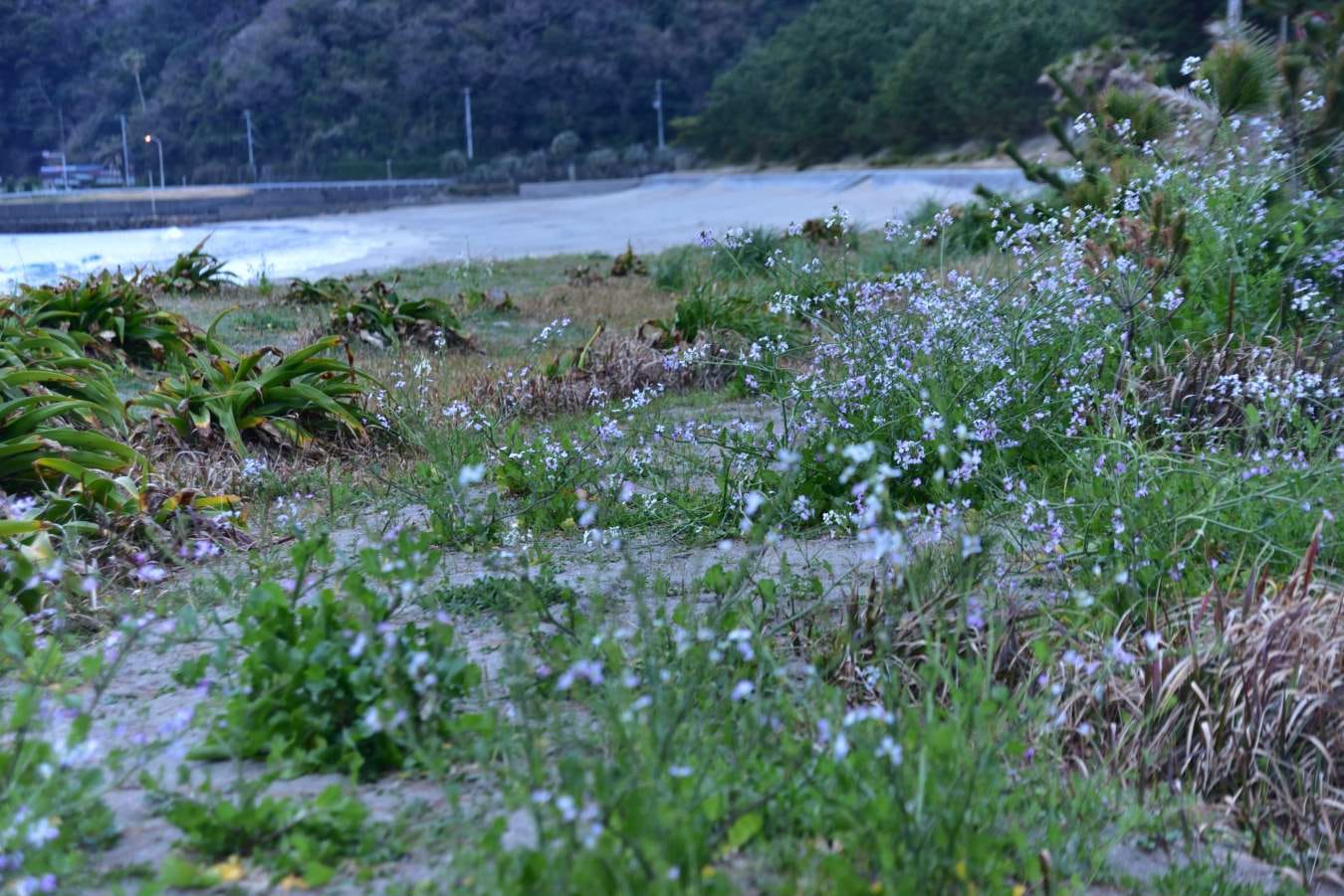 弓ヶ浜海岸の浜大根