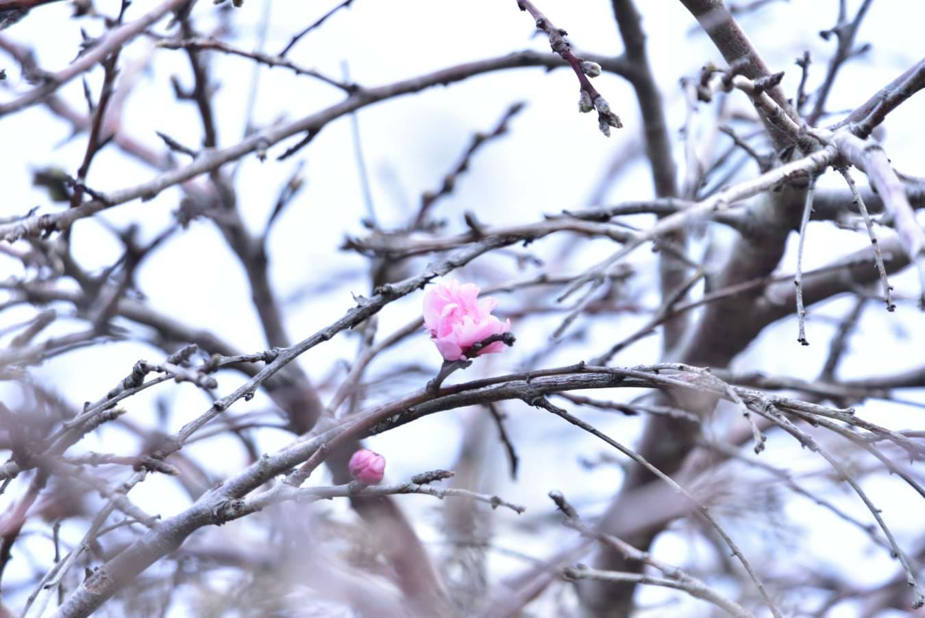 一本で2色の枝垂桜