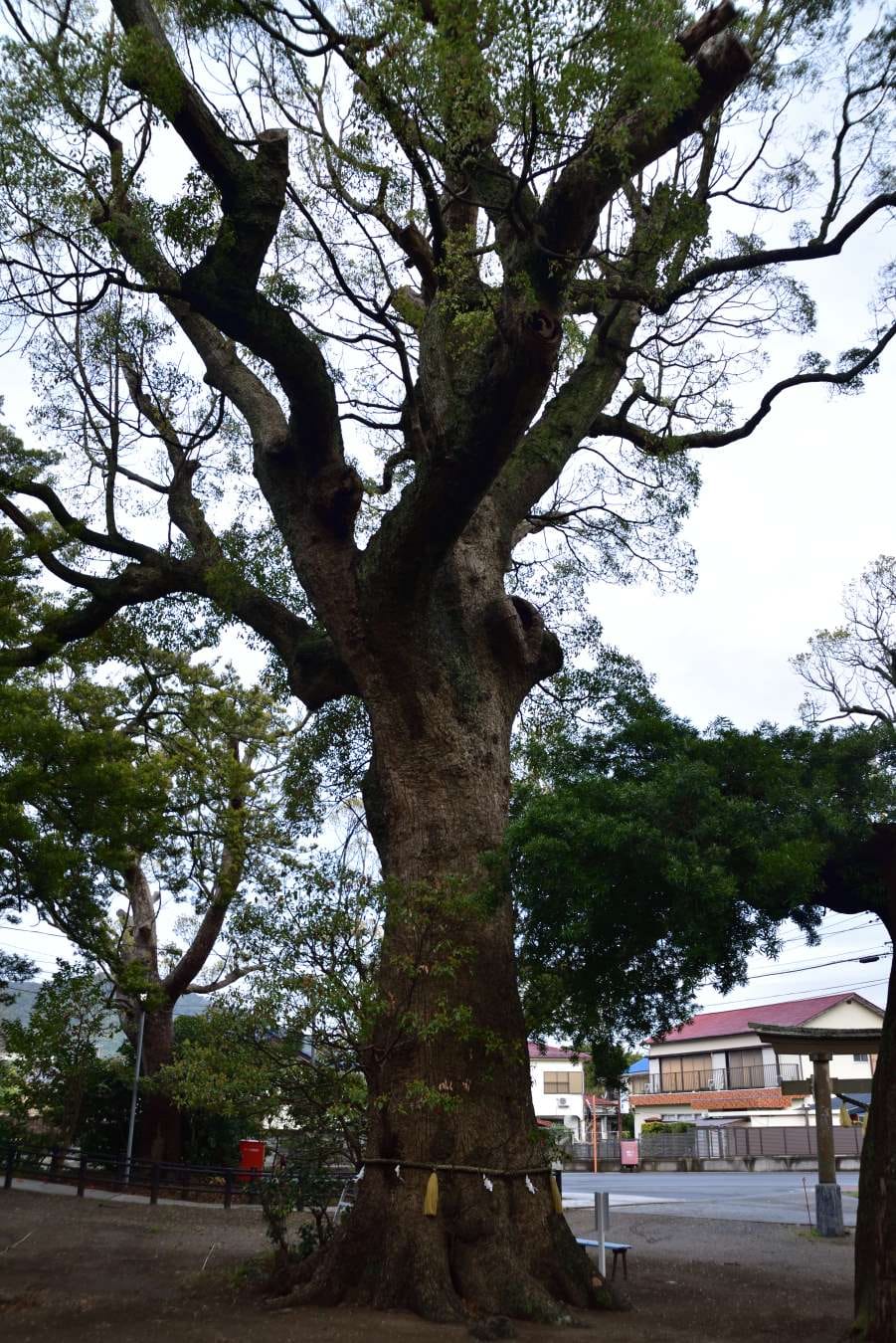 若宮神社の大楠