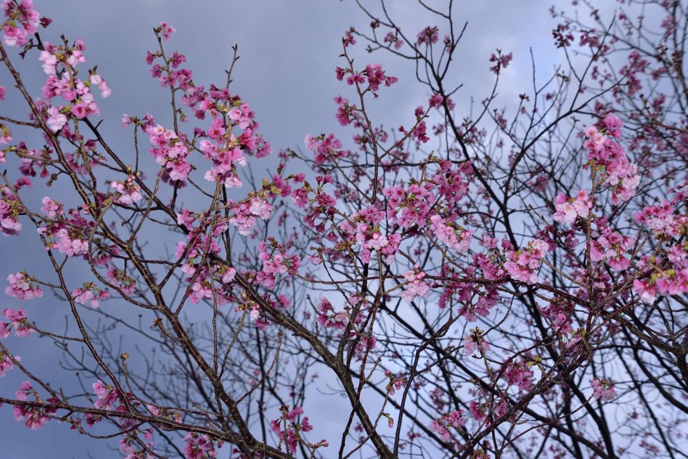 八重桜
