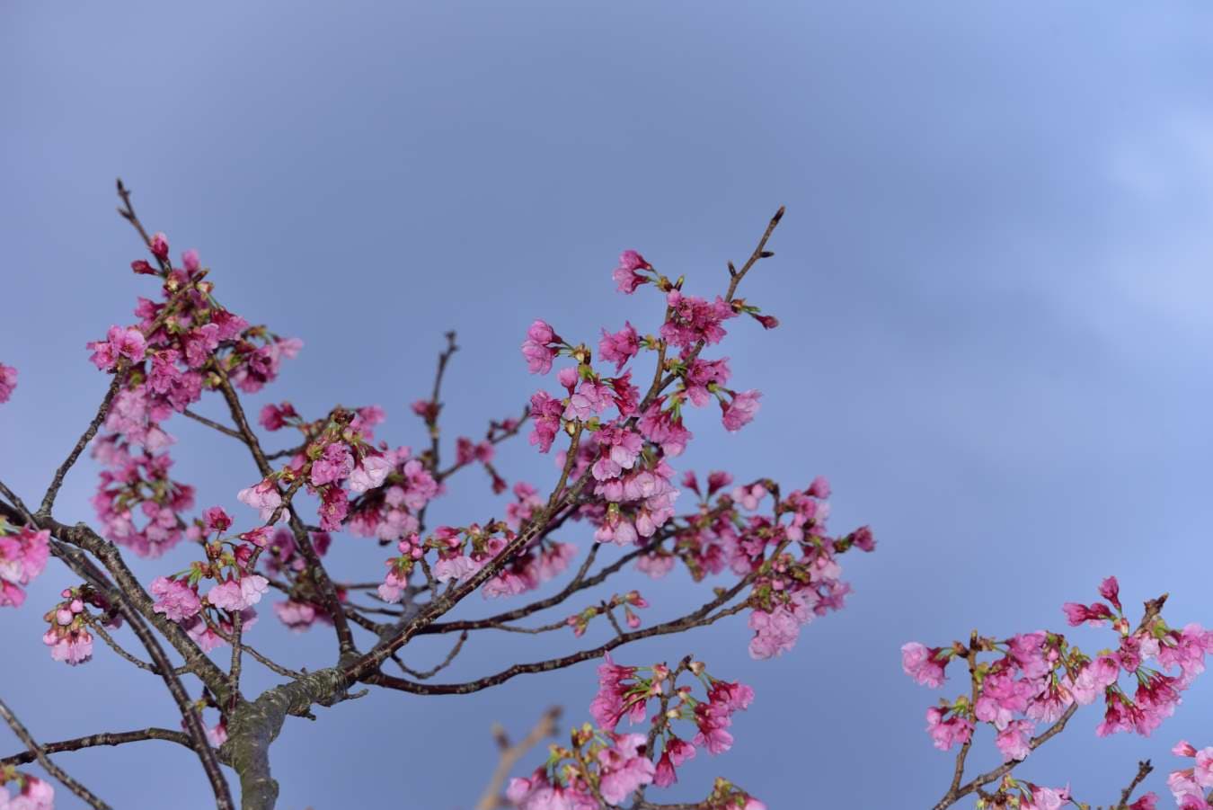 八重桜