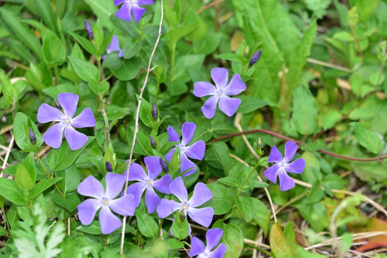 路地の花