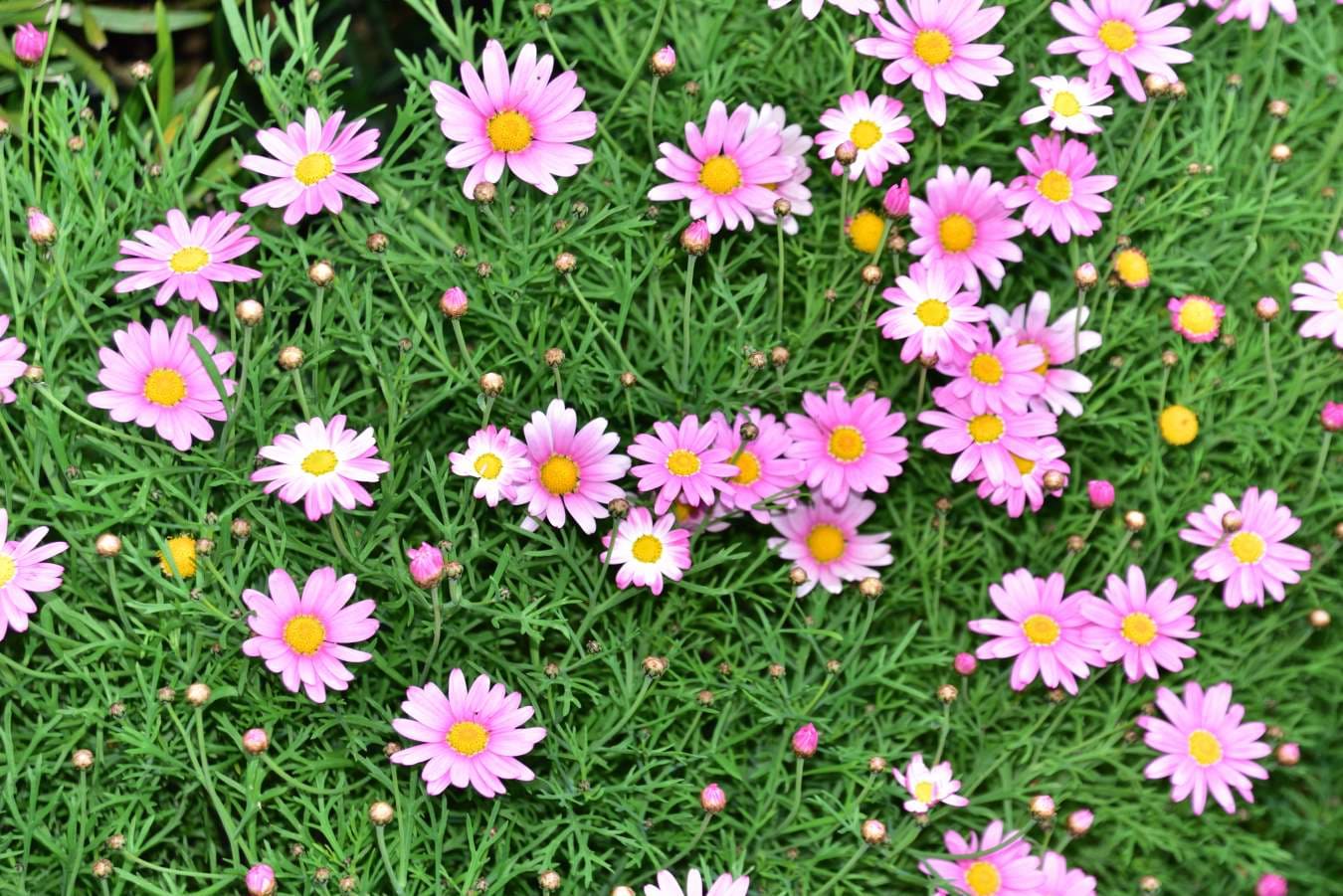 路地の花