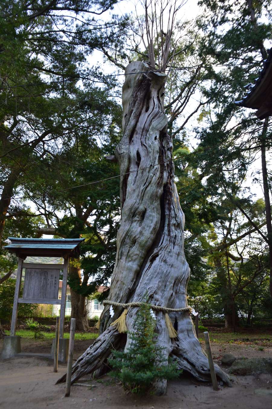 若宮神社巨大楠