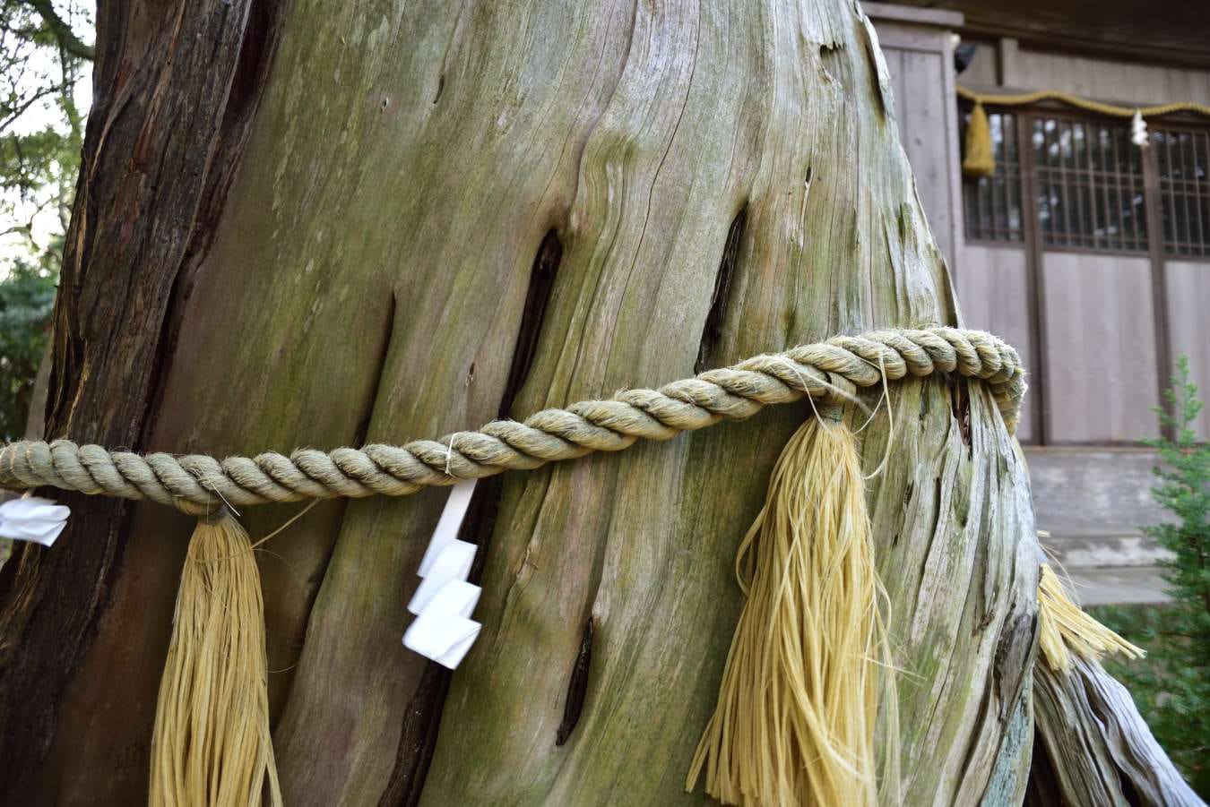 若宮神社巨大楠