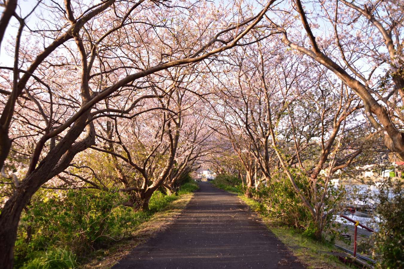 桜の花のトンネル
