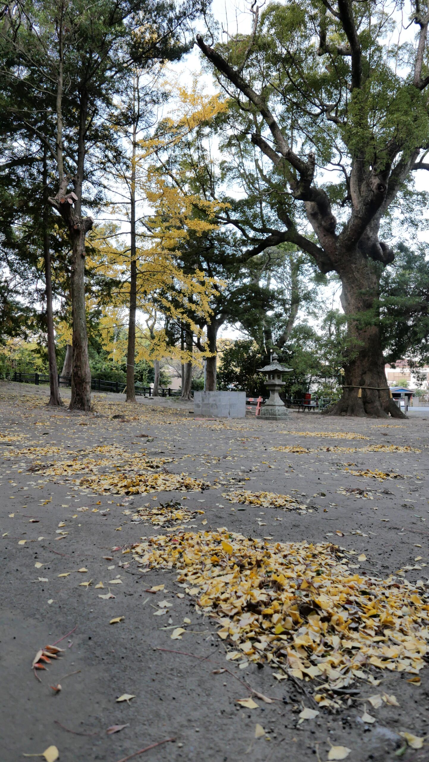 弓ヶ浜若宮神社