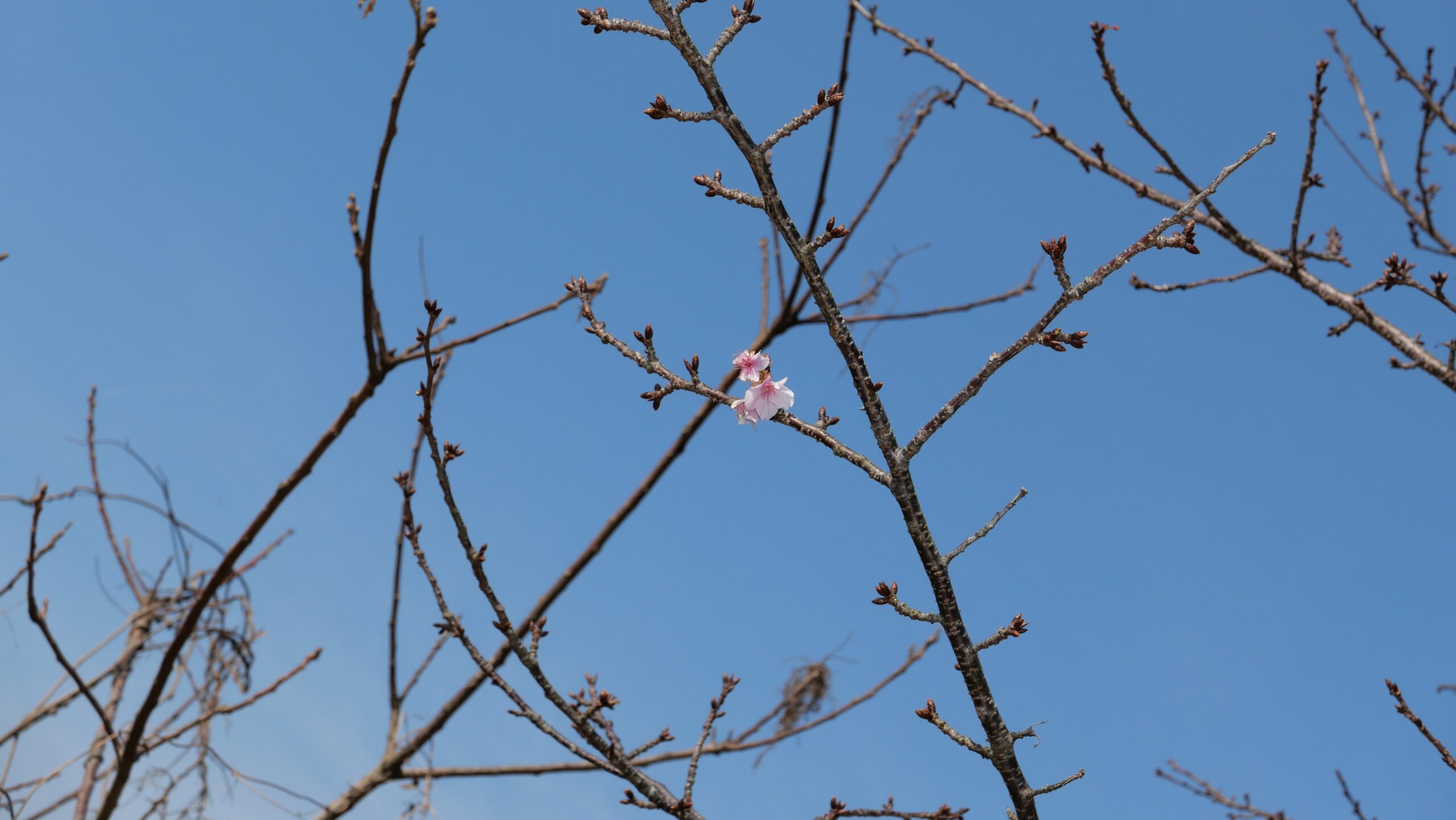 春探しみなみの桜1