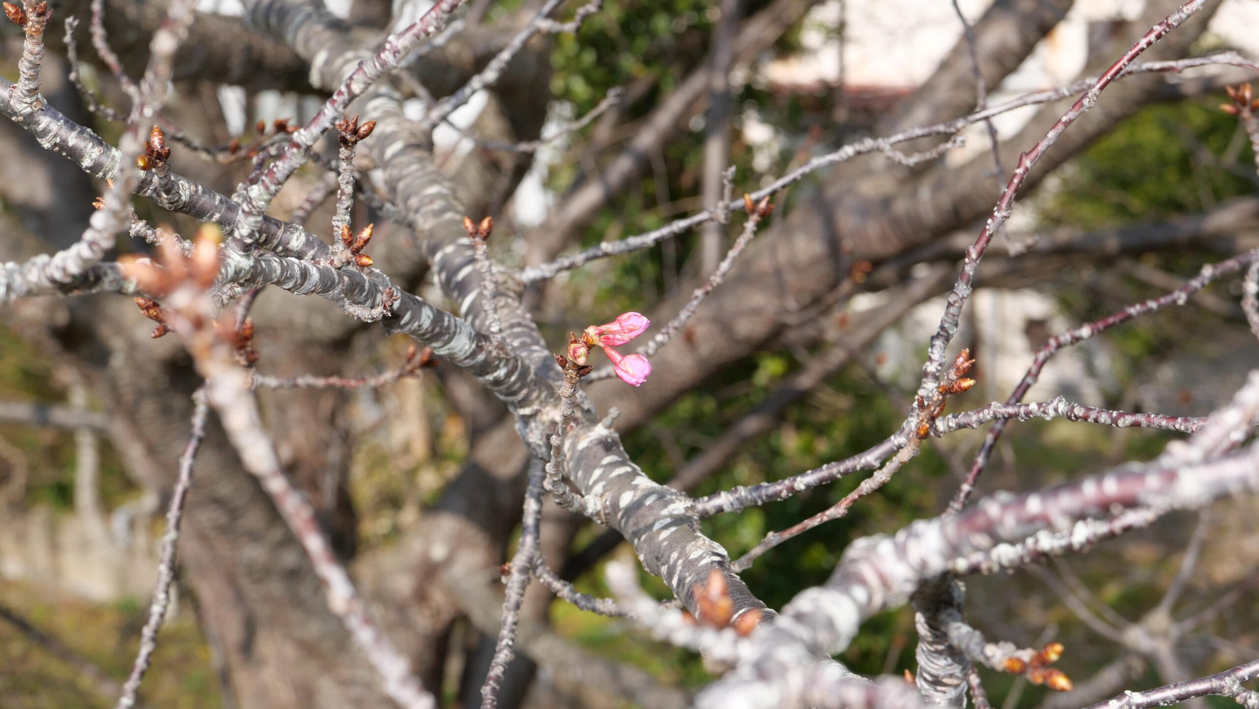 春探しみなみの桜3