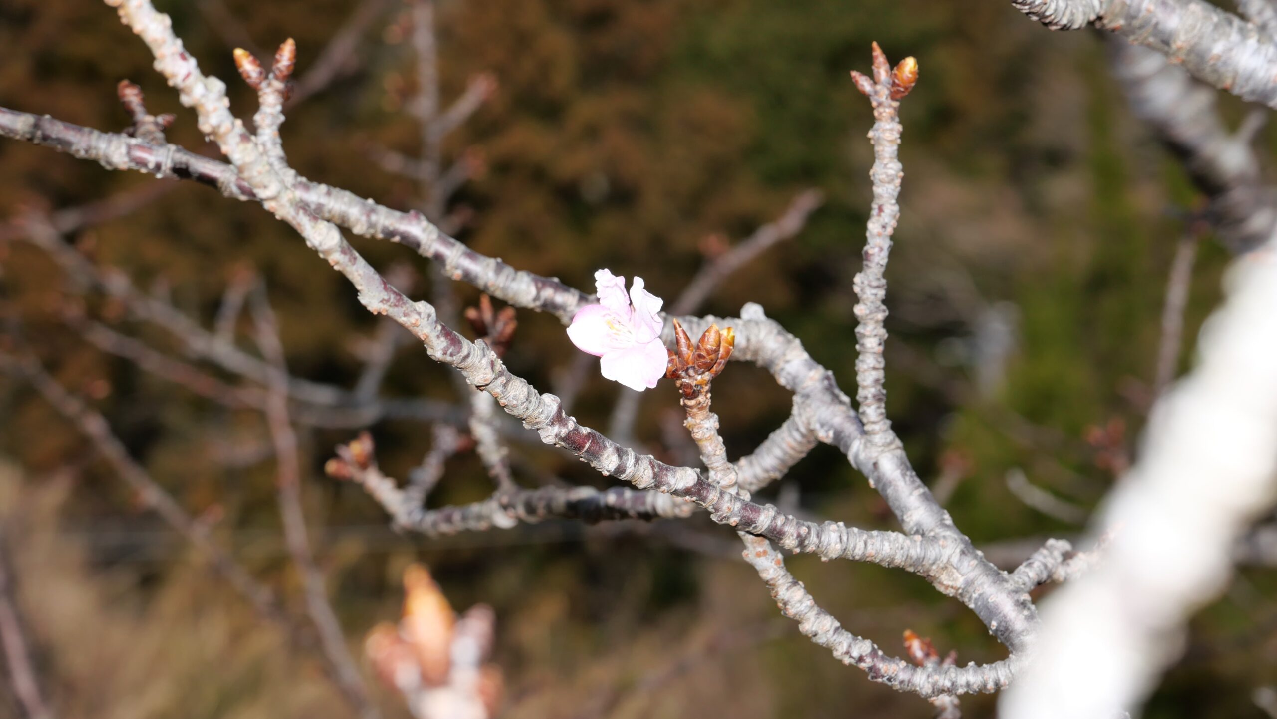 春探しみなみの桜4