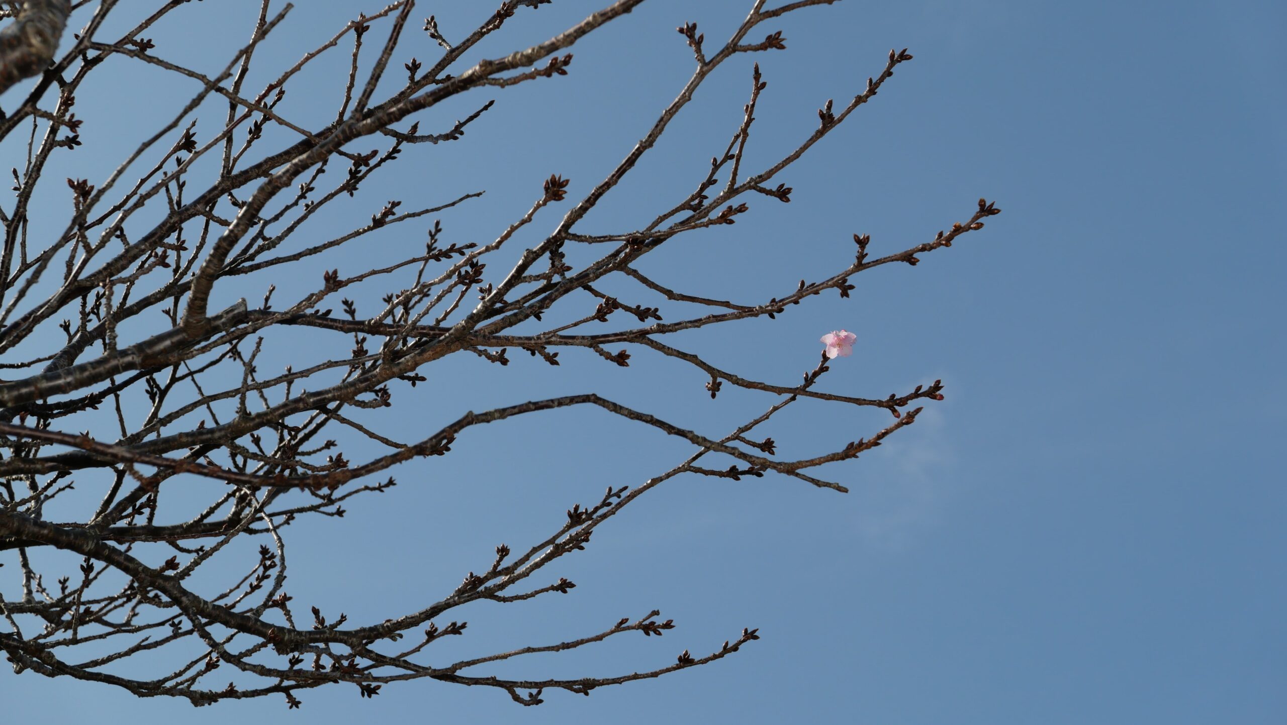 春探しみなみの桜5