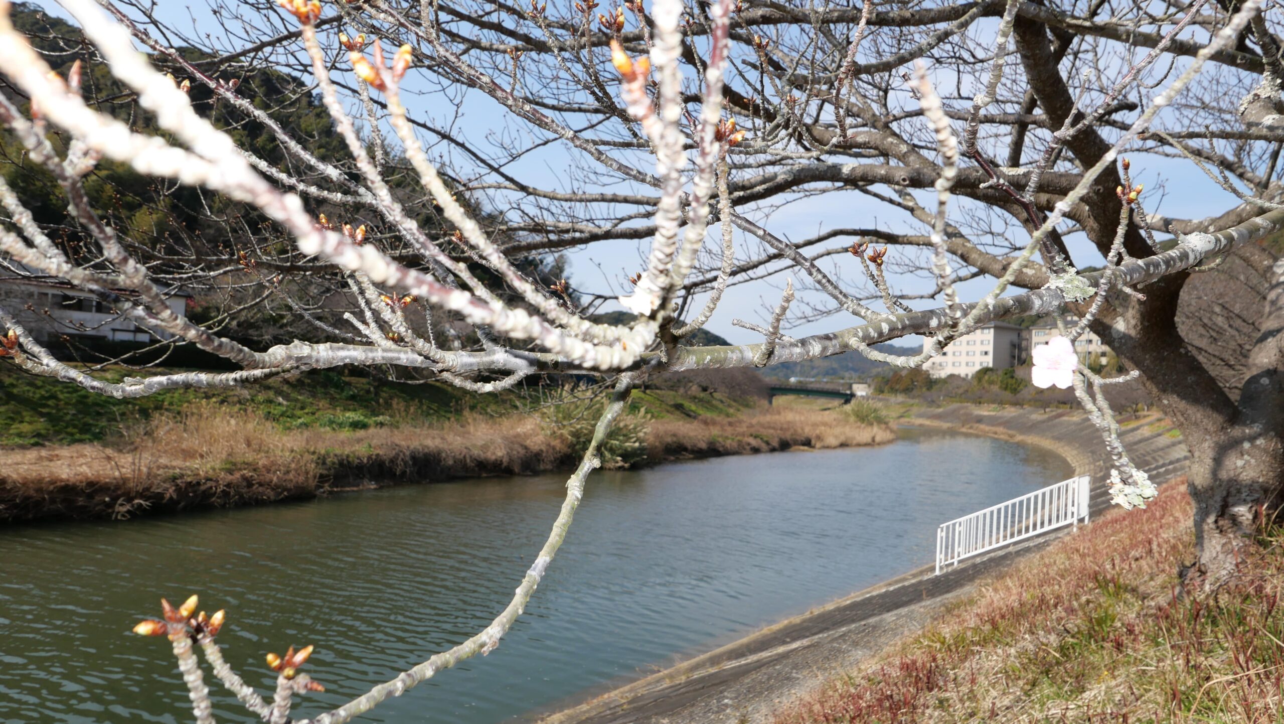 春探しみなみの桜6