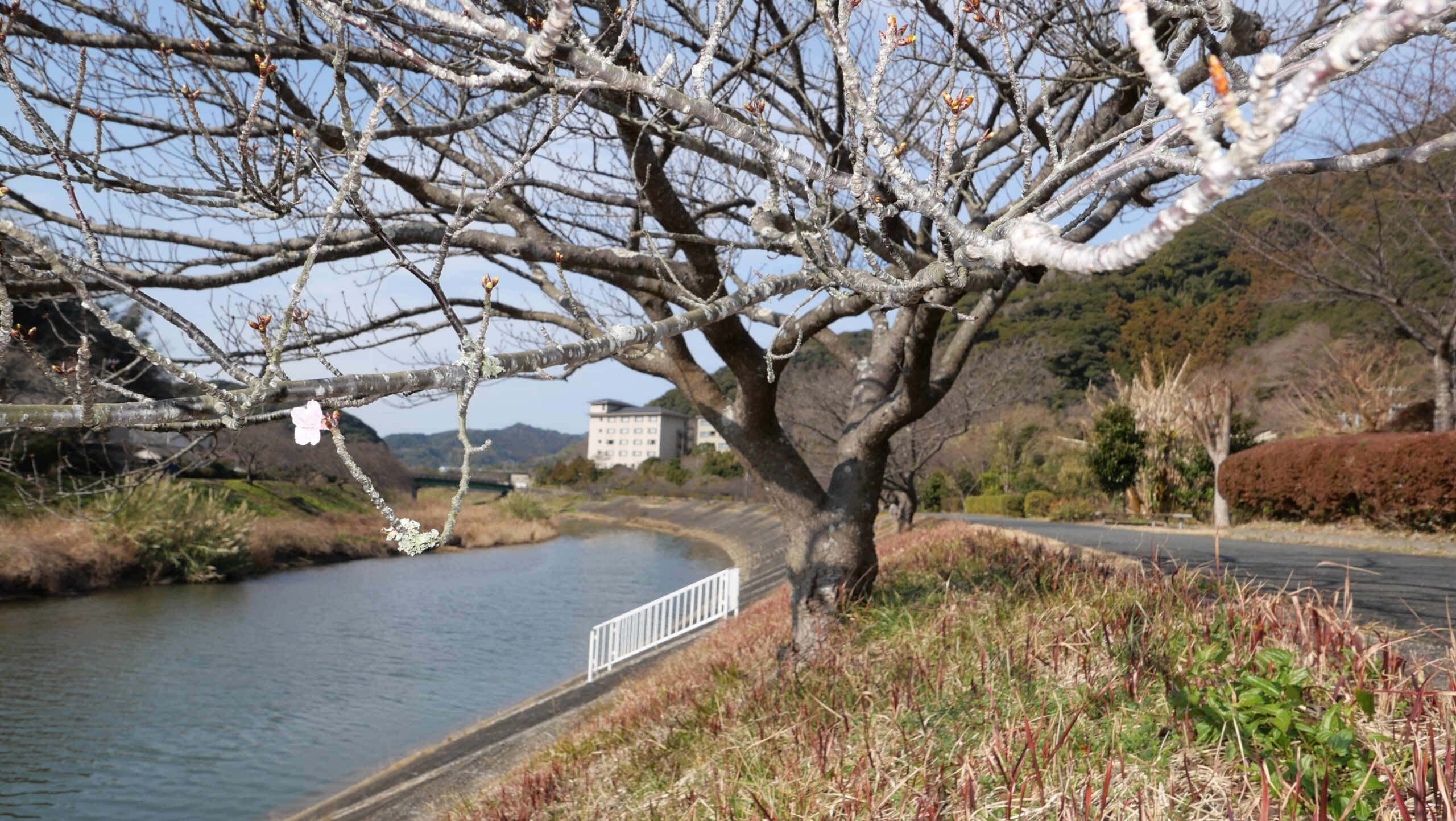 春探しみなみの桜7