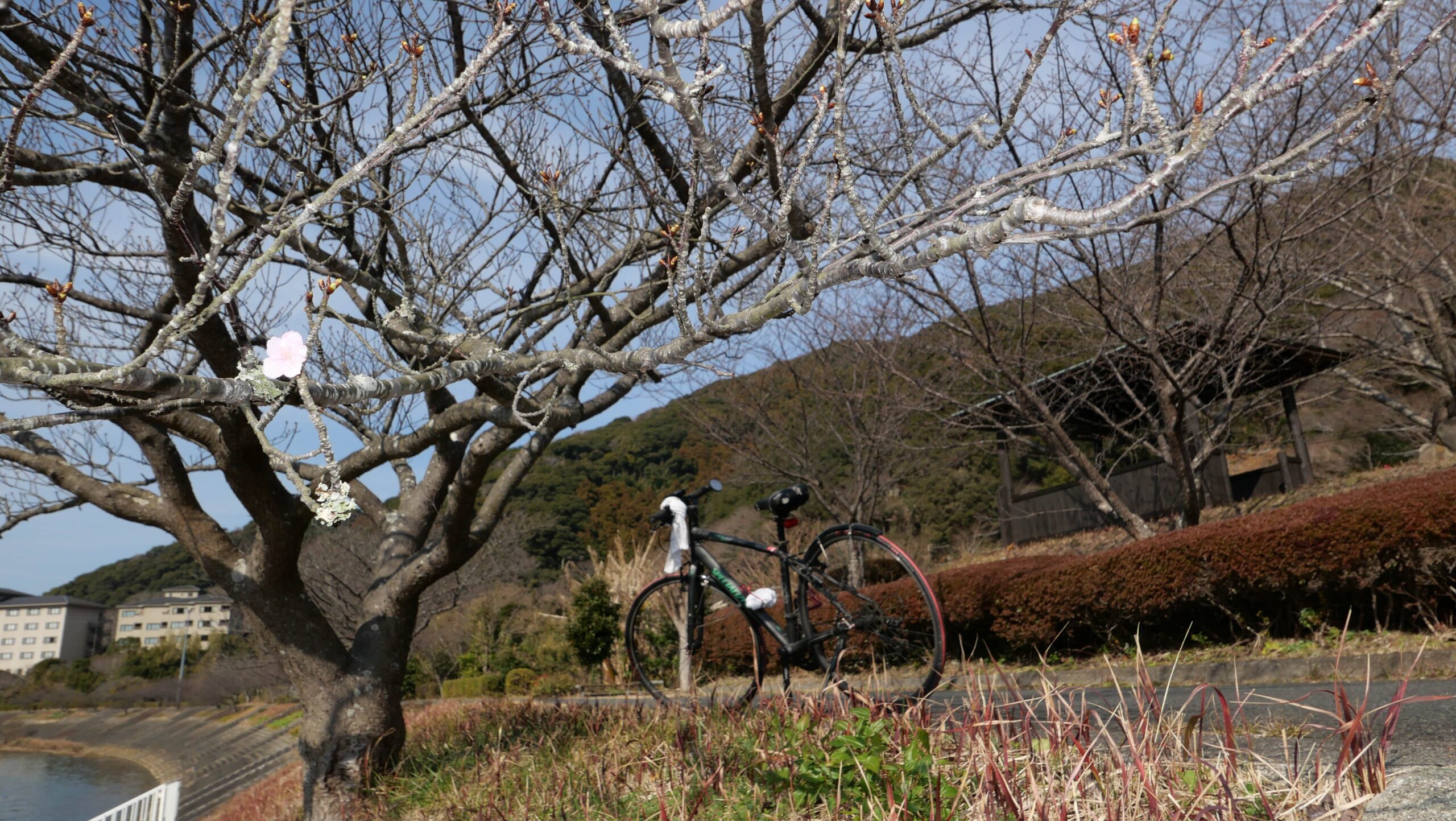 春探しみなみの桜8