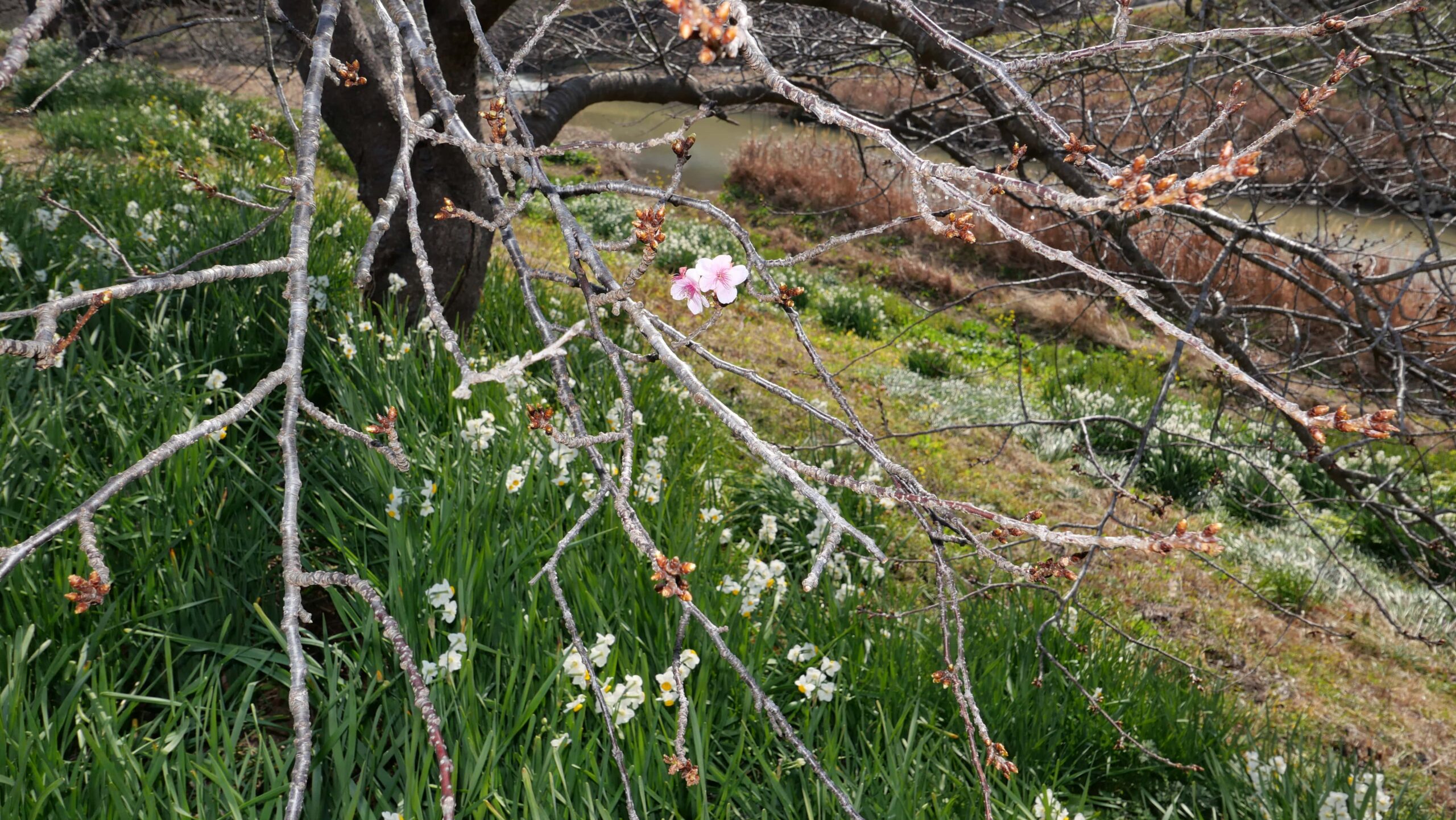 春探しみなみの桜9