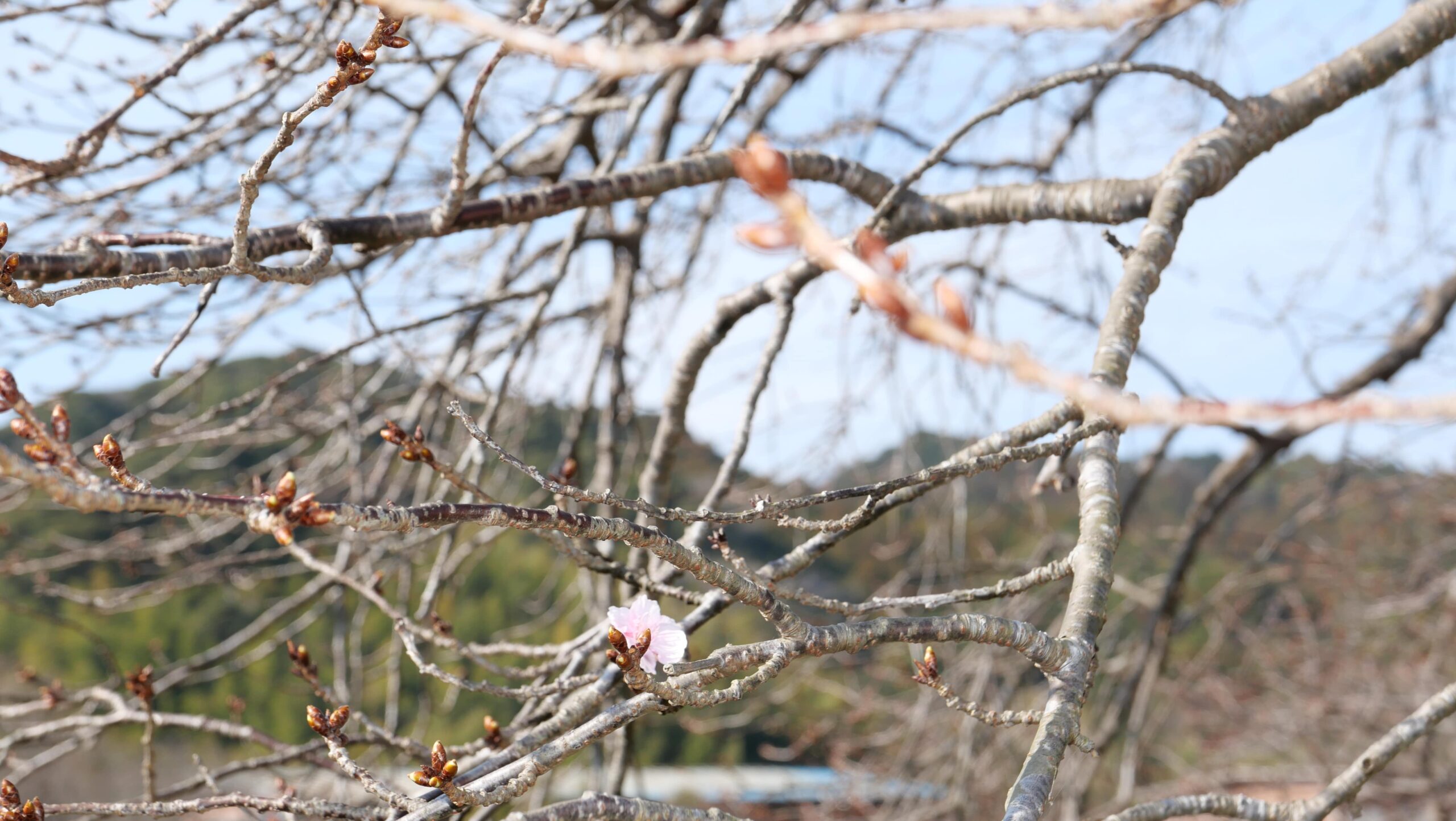 春探しみなみの桜10