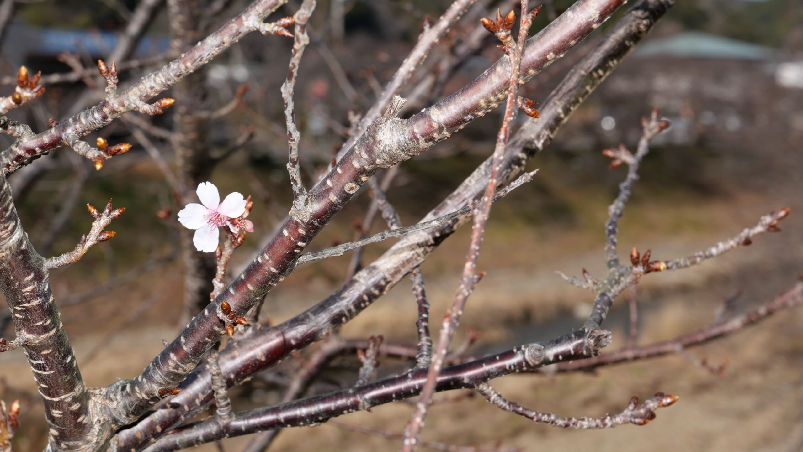 春探しみなみの桜11